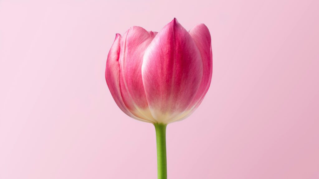 ピンクの花チューリップの写真
