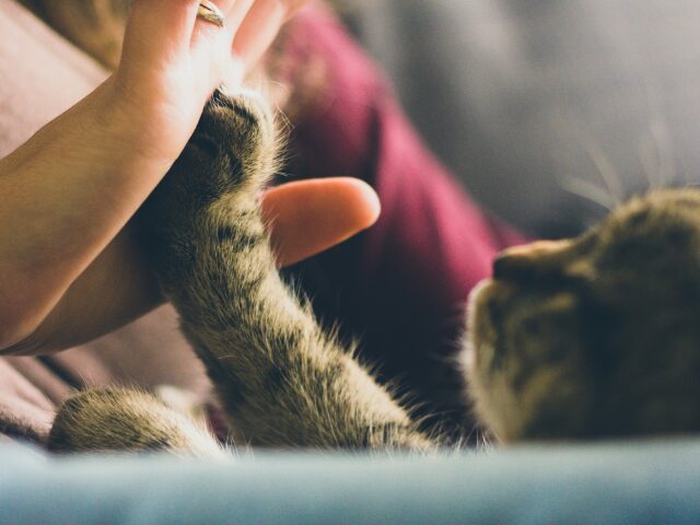 ハイタッチをする人と猫