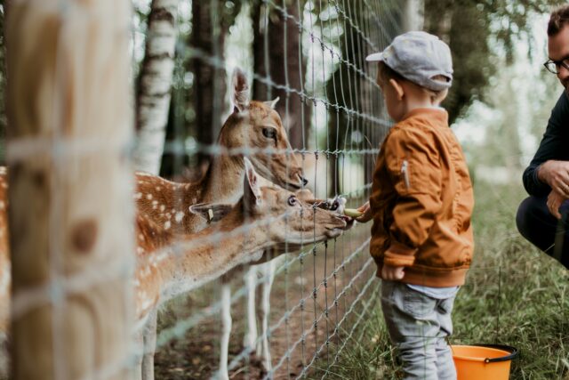 動物に餌をあげている子供の写真