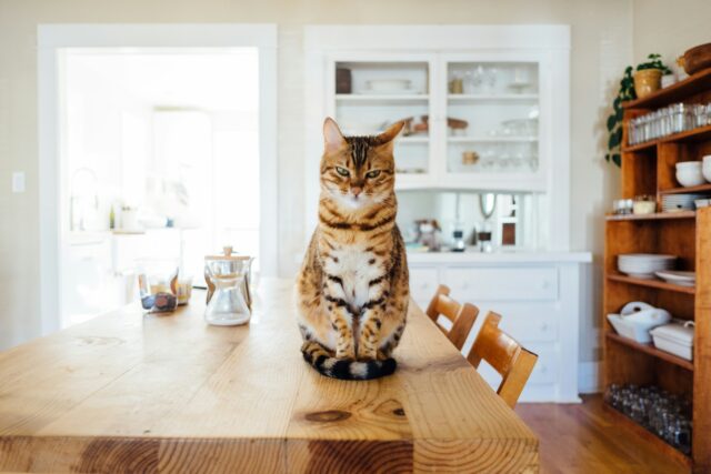 机の上に座って、こっちを向いている猫